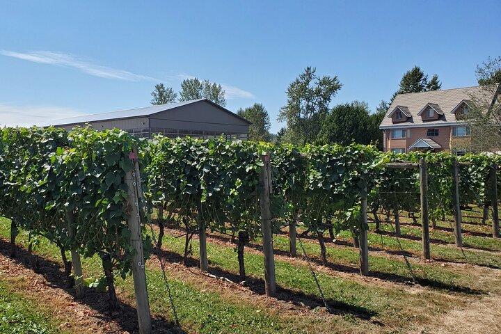 Fraser Valley Wine Tour from Vancouver with a Light Lunch