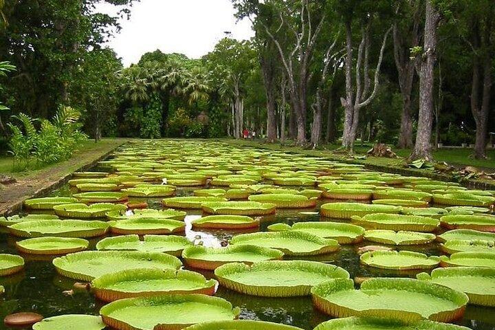 All inclusive Full-Day North of Mauritius Private Tour with lunch