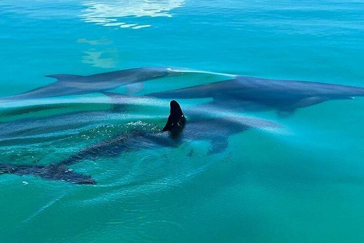 Key West Dolphin & Snorkeling Tour - Small Group