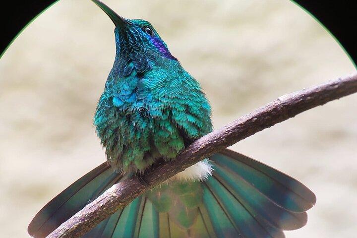 Birdwatching Tour in Curicancha Cloud Forest