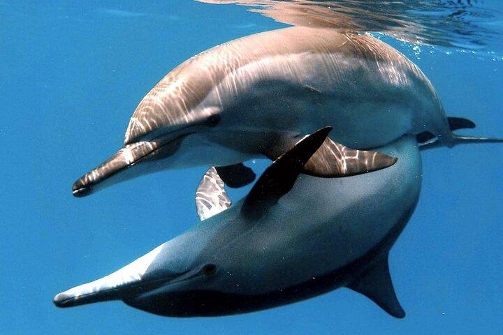 Full-Day Private Dolphin Watching and Snorkelling in Hurghada