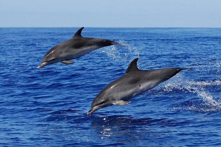 Full-Day Private Dolphin Watching and Snorkelling in Hurghada