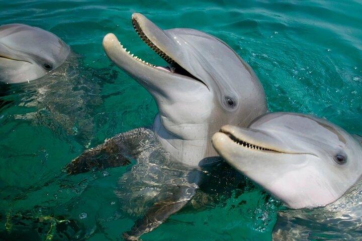 Full-Day Private Dolphin Watching and Snorkelling in Hurghada