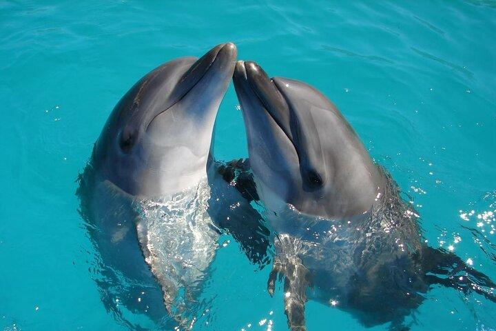 Full-Day Private Dolphin Watching and Snorkelling in Hurghada
