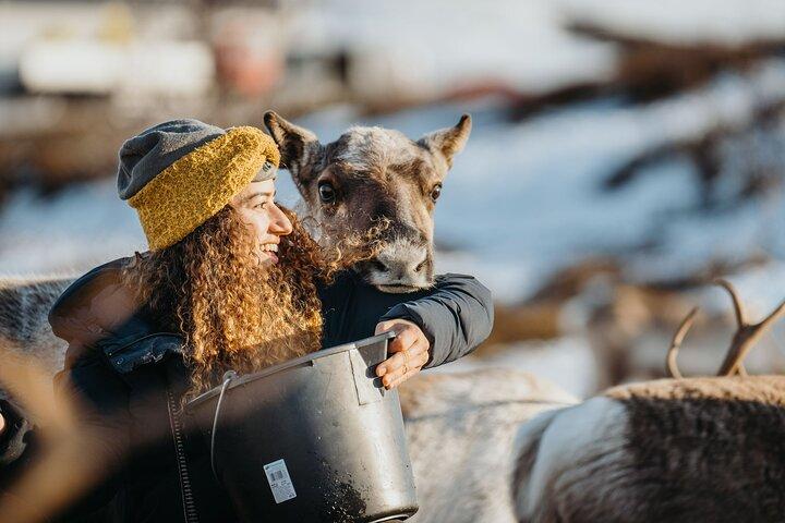 Arctic Fjords and Reindeer Experience – Small group tour