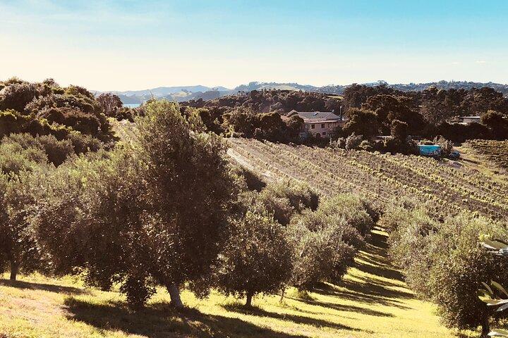 Sip & Savour through Waiheke Island (11 guests max)