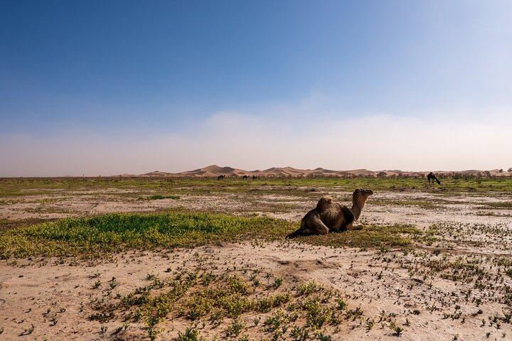 Guided Tour | Sahara Trekking: Stone Desert and Dunes