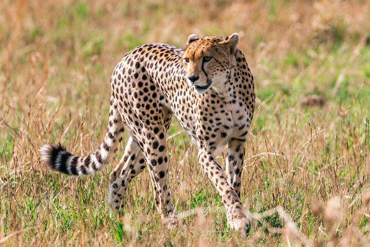5 Days of Pure Adventure: Maasai Mara, Lake Nakuru & Hell’s Gate