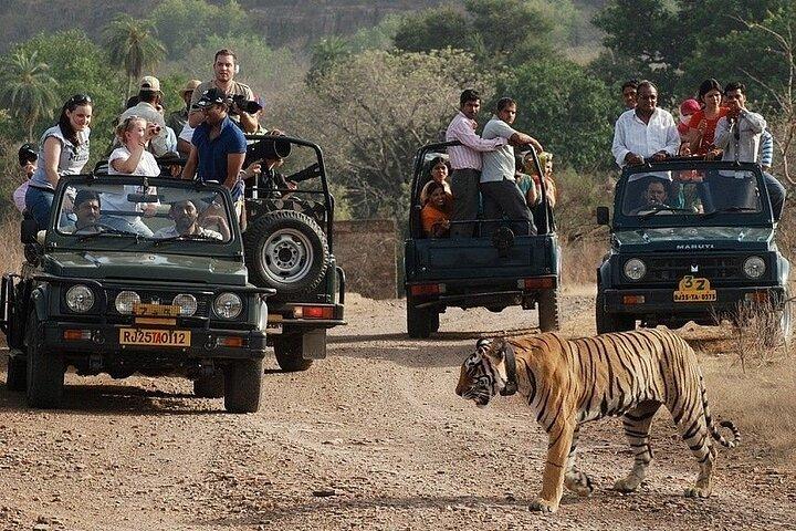 Full-Day Trip to Ranthambore National Park from Jaipur