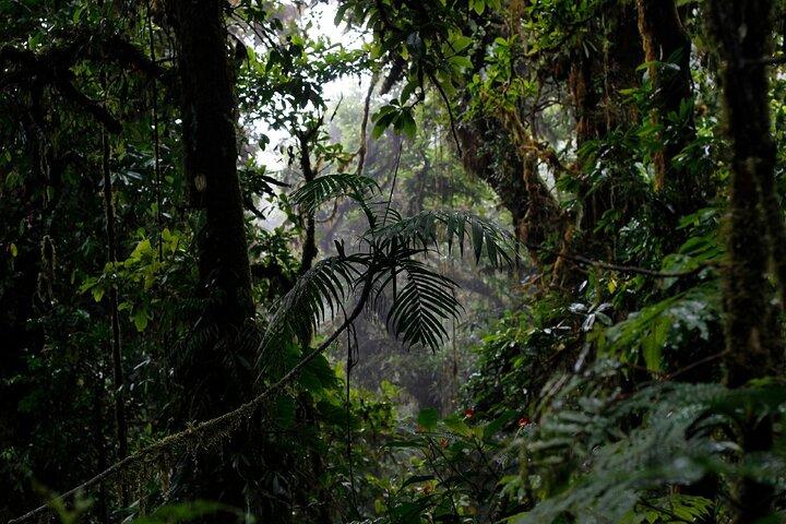 El Tigre Waterfalls Hiking Tour with Lunch and Nature Guide