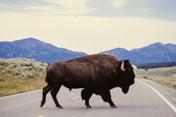 Guided Yellowstone Wildlife Tour