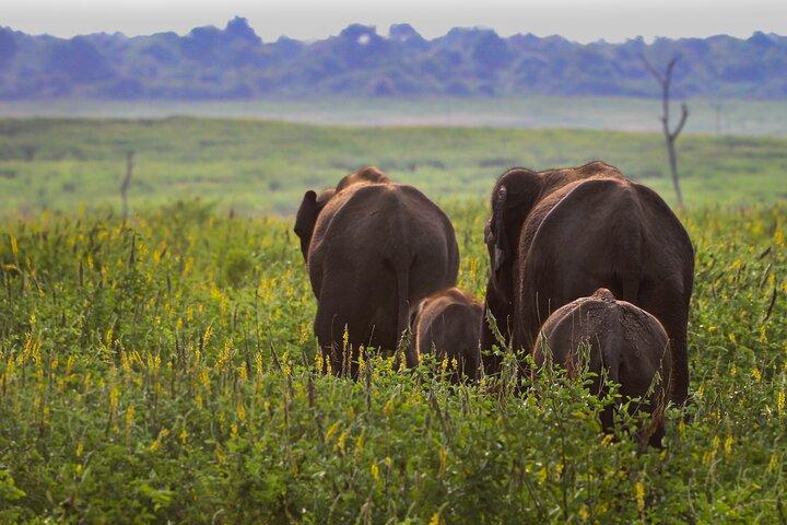 Udawalawe National Park Safari With Transfers From Colombo