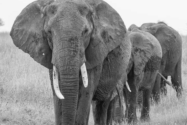 4 Days Tanzania Safari Tarangire, Serengeti and Ngorongoro Crater