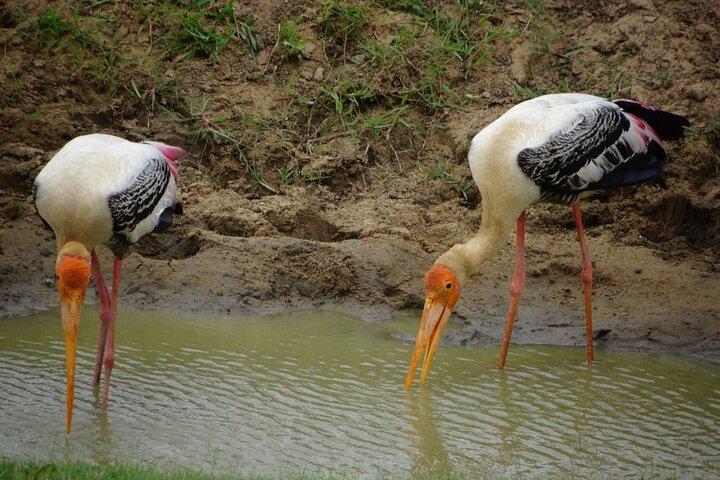 Private Half Day Safari Jeep Tour in Udawalawa national park