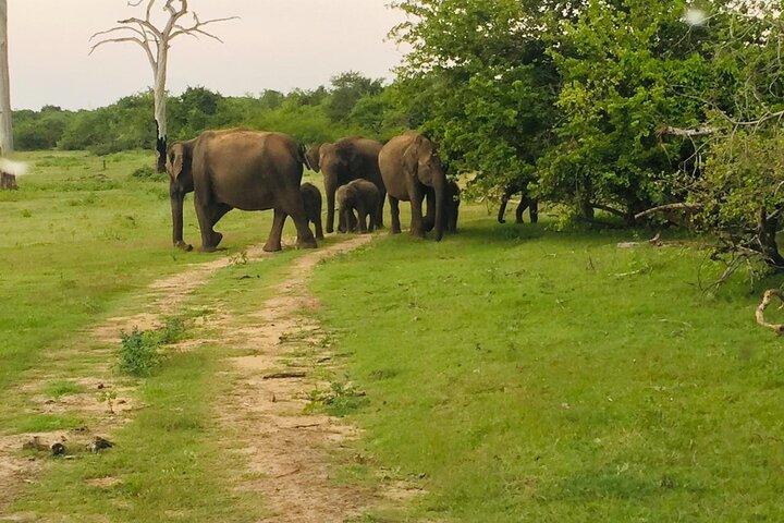 Private Half Day Safari Jeep Tour in Udawalawa national park