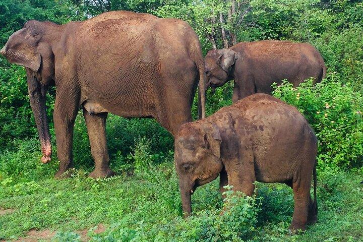 Private Half Day Safari Jeep Tour in Udawalawa national park
