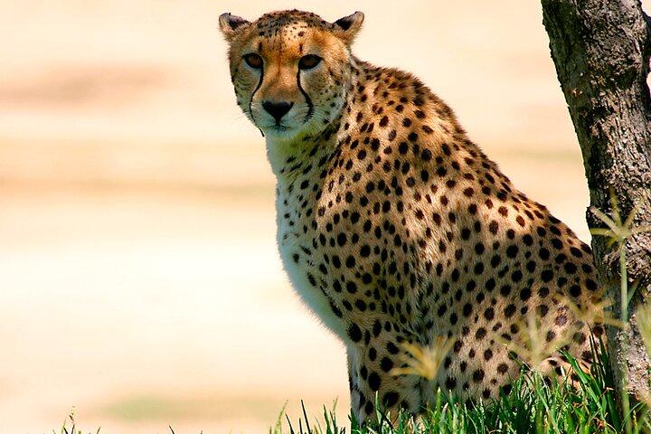 Private Multi-Day Masai Mara Mid Luxury Lodge Safari Tour by 4x4 Jeep