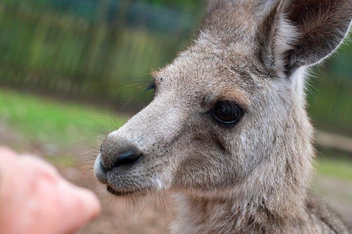 Blue Mountains Wildlife and Wonders - Private Tour