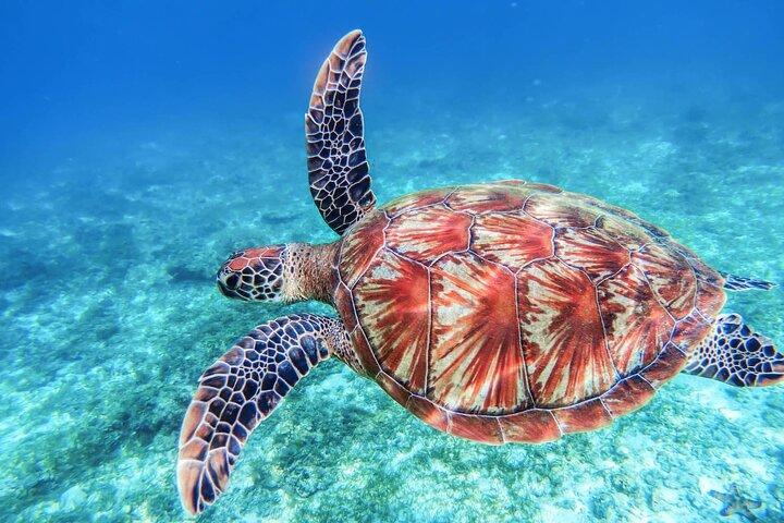 From Protaras: Turtle Cove & Blue Lagoon Cruise