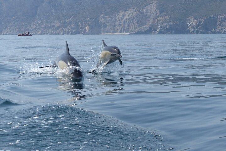 Sesimbra - Dolphins c/ Marine Biologist + Quick Embarkation
