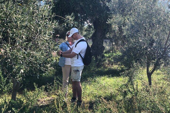 Organic Olive Grove tour & Olive oil tasting & lunch in Kalamata!