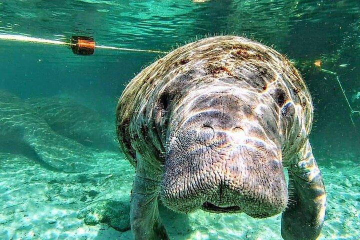 Silver Springs Manatee Kayak Tour