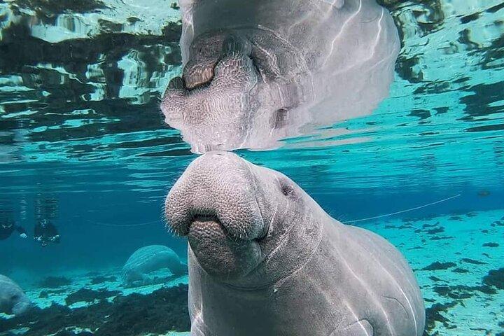 Silver Springs Manatee Kayak Tour