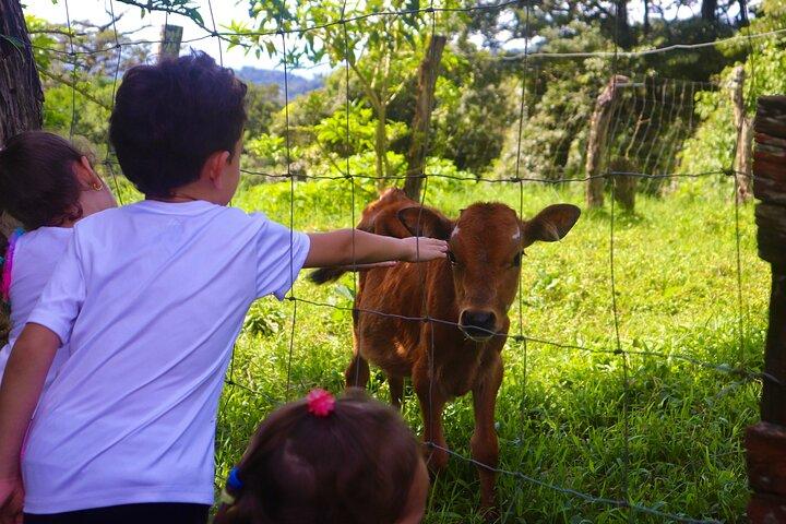 From Cow to Cheese: Authentic Farm & Cheese Tour in Monteverde