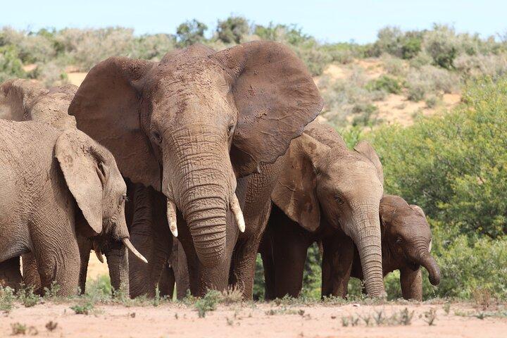 Private Half-Day Addo Elephant National Park Safari