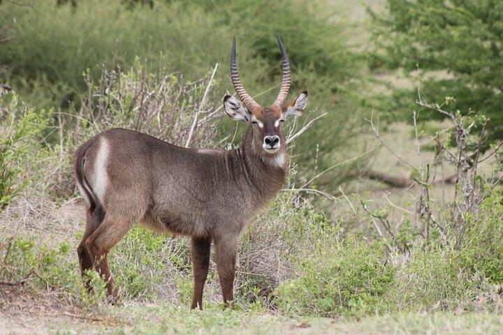 2 Days Private Safari in Ngorongoro Crater and Tarangire Park