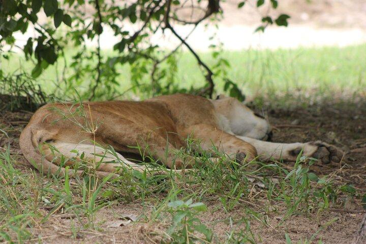 2 Days Private Safari in Ngorongoro Crater and Tarangire Park