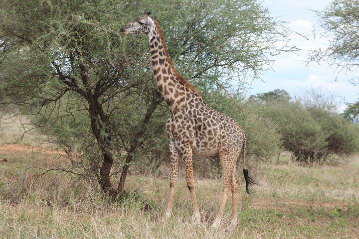 2 Days Private Safari in Ngorongoro Crater and Tarangire Park