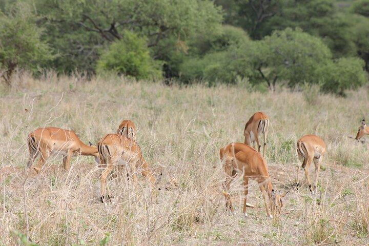 2 Days Private Safari in Ngorongoro Crater and Tarangire Park