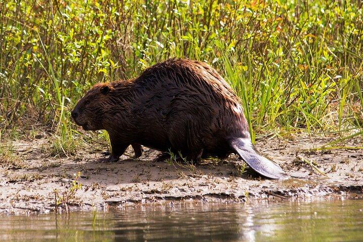 Wildlife on the Bow | Big Canoe Tour in Banff National Park