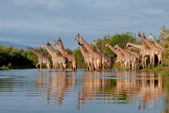 2-Day Selous (Nyerere National Park) Fly-In Safari from Zanzibar