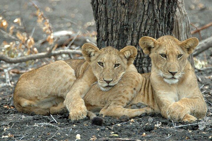 2-Day Selous (Nyerere National Park) Fly-In Safari from Zanzibar