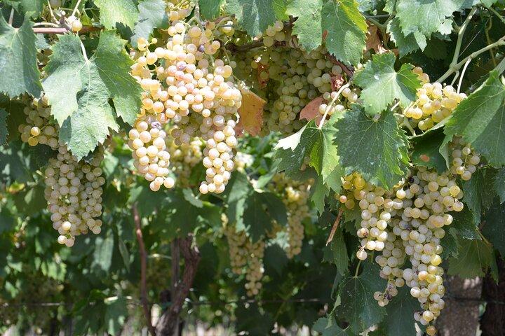 Pagus Wine Tours® - Soave and Amarone - Half day wine tour