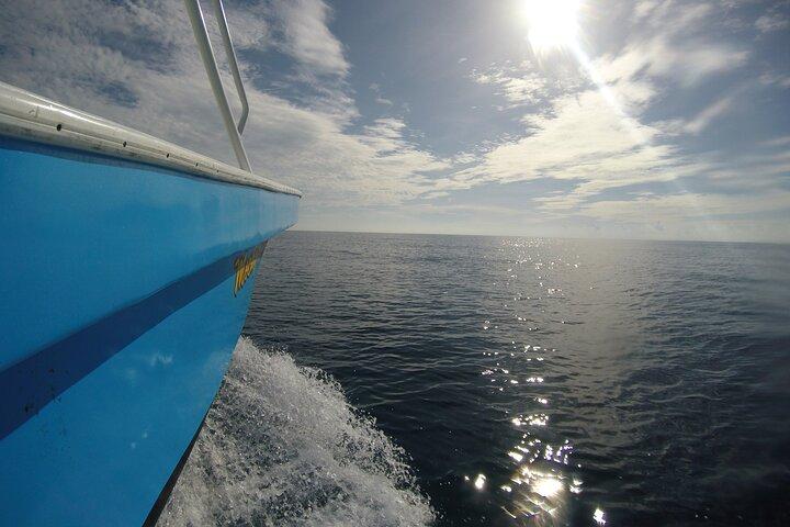 Full-Day Whale Shark Tour Puerto Morelos with Pickup and Lunch