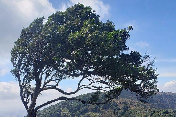 Private Half Day Hike to Ngong Hills from Nairobi