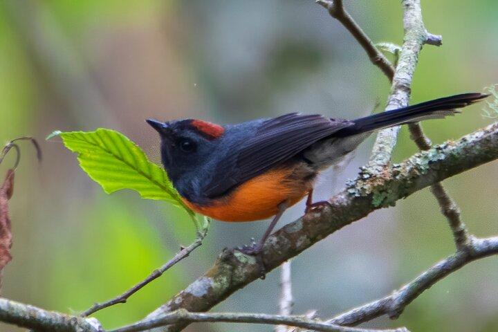 5-Hour Private Birdwatching Experience in San Juan La Laguna