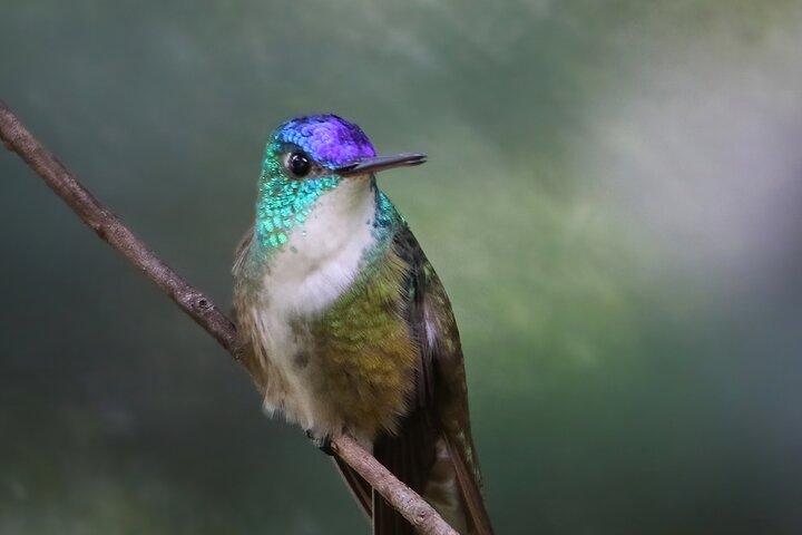 5-Hour Private Birdwatching Experience in San Juan La Laguna