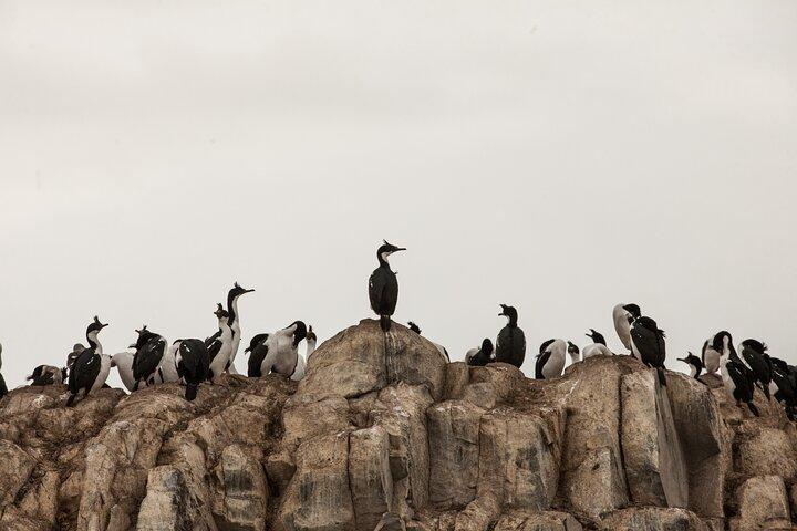 Catamaran Tour through the Beagle Channel and Penguins in Isla Martillo