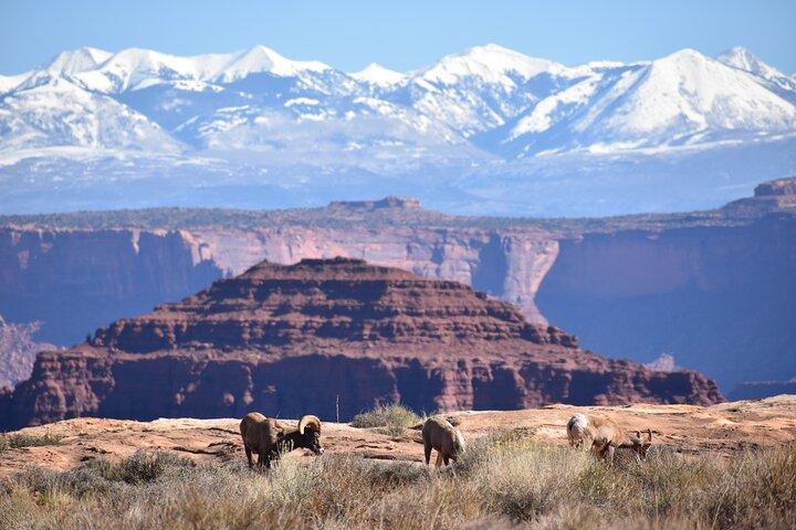 Moab Combo: Colorado River Rafting and Canyonlands 4X4 Tour