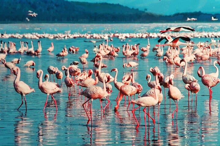 6-Days Masai Mara, Nakuru & Amboseli Group Safari on Landcruiser