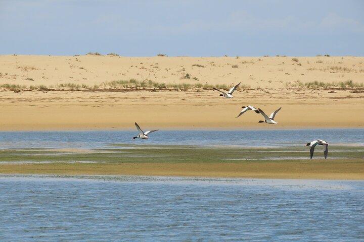 From Faro: Ria Formosa Eco Tour guided by Marine Biologist