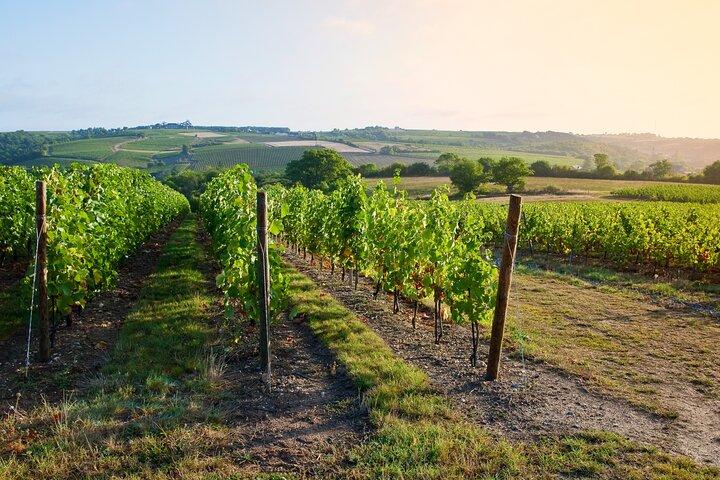 Loire Valley Wine Tour in Chinon & Bourgueil