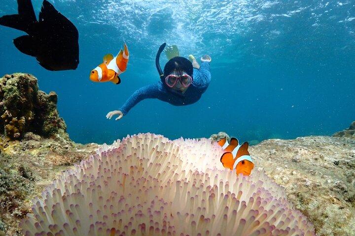 Snorkeling Full Day Experience from Bangkok