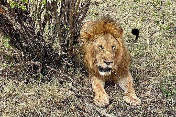 3-Day Masai Mara Jeep Safari