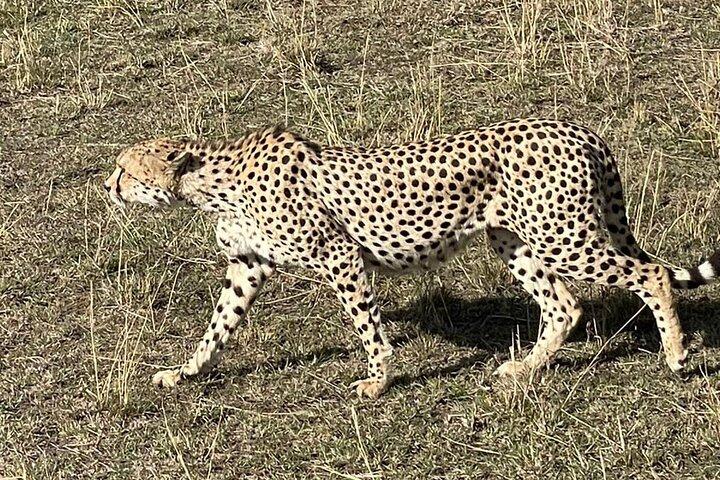 3-Day Masai Mara and Naivasha Hell's Gate National Park-Safari