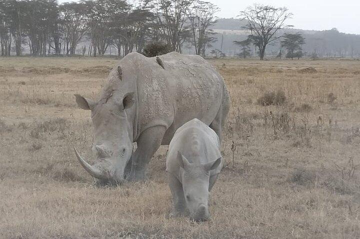 4-Days Of The Great Migration Safari